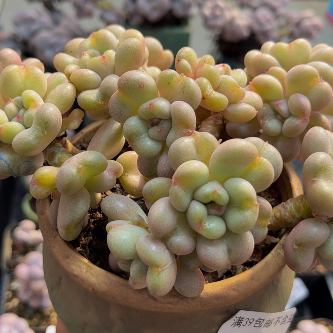 035/12比尔盖茨多肉