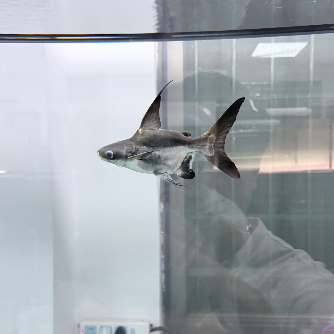 0号球鲨汗鲨短身球身鲨鱼热带淡水观赏鱼活体