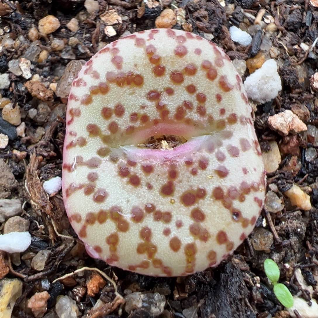 3.4好看的多肉脱土发货734