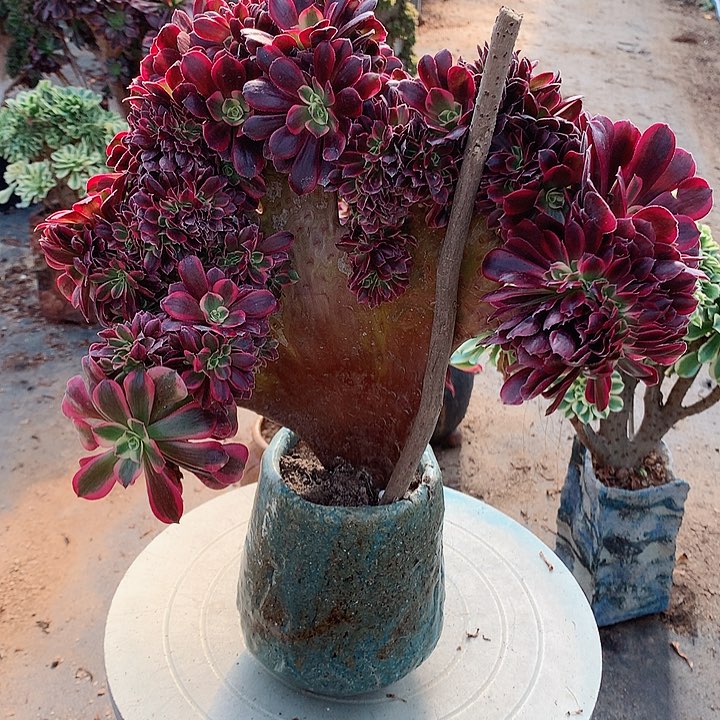  微瑕美杜莎朵朵脱土发货