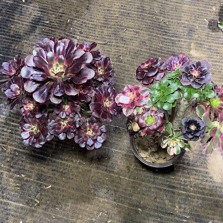 339，2颗多肉法师多肉法师