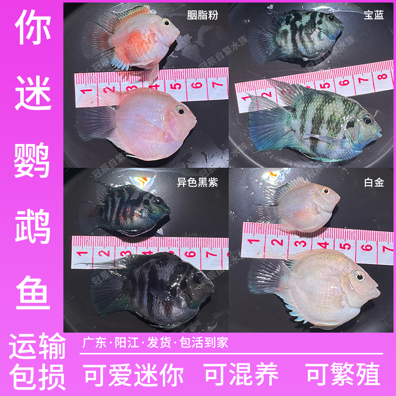 05直播间迷你鹦鹉鱼