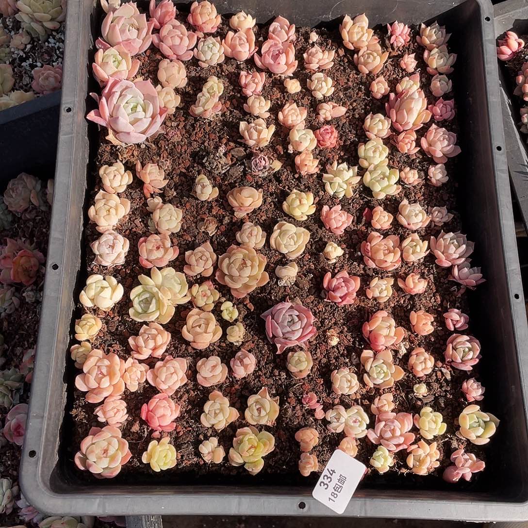 小***记334。 定。                  