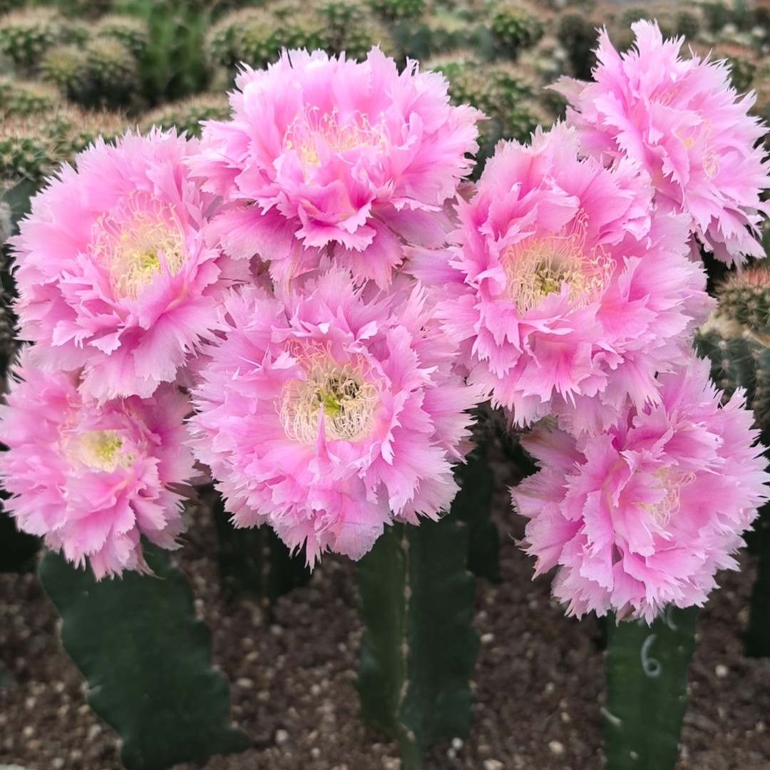 云锦彩草对版花色侧芽自根球