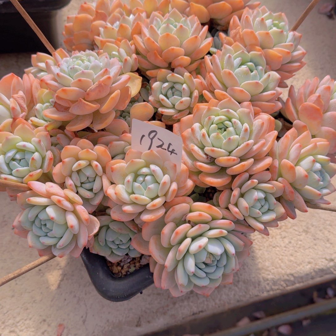 1924冷香多肉植物