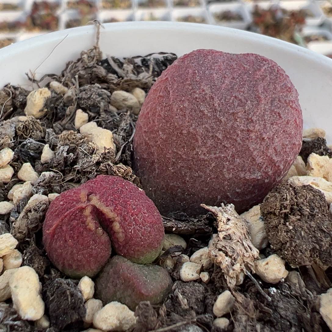 红烧肉多肉植物水泡