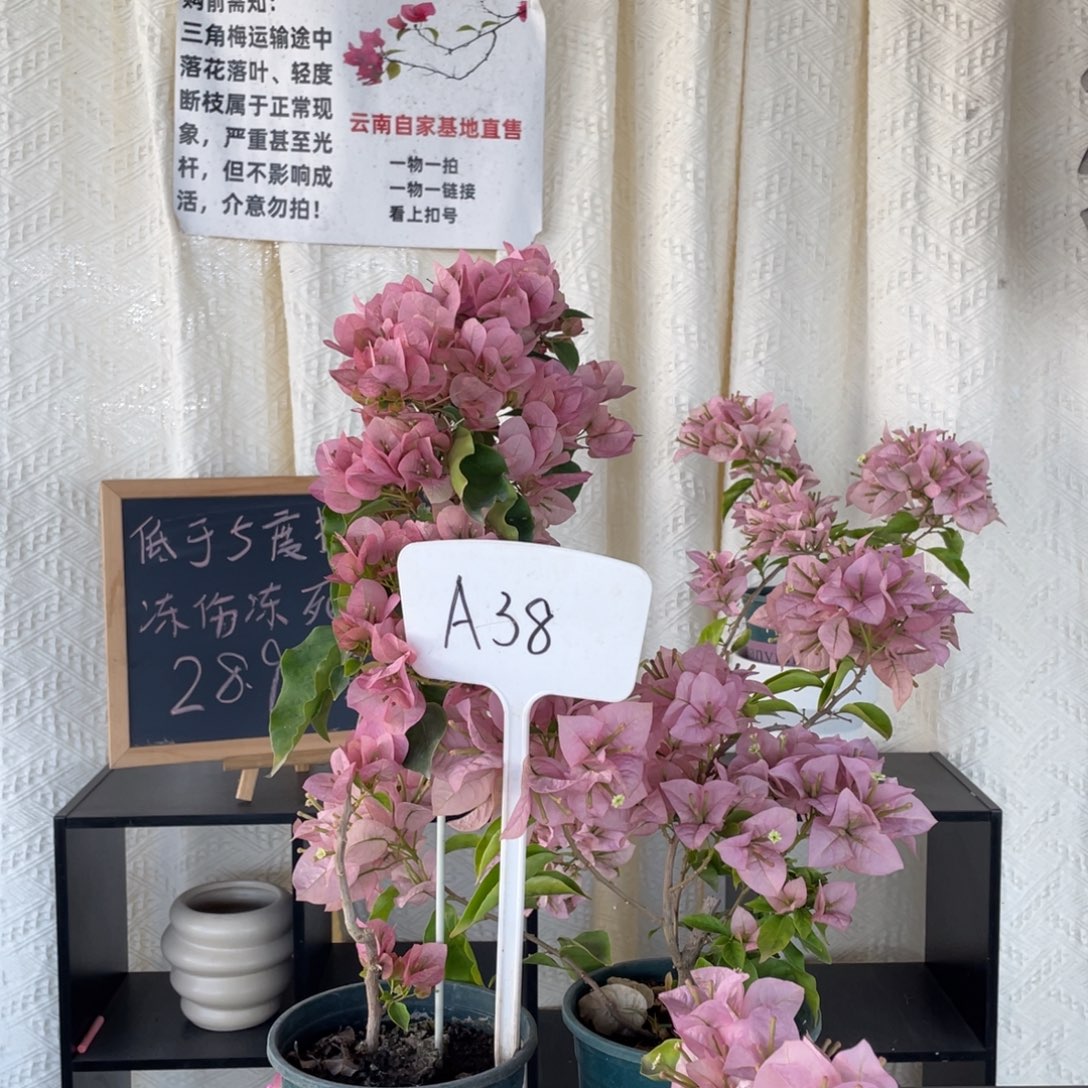 珍***下全部花朵暗斑丽人+粉天使A38