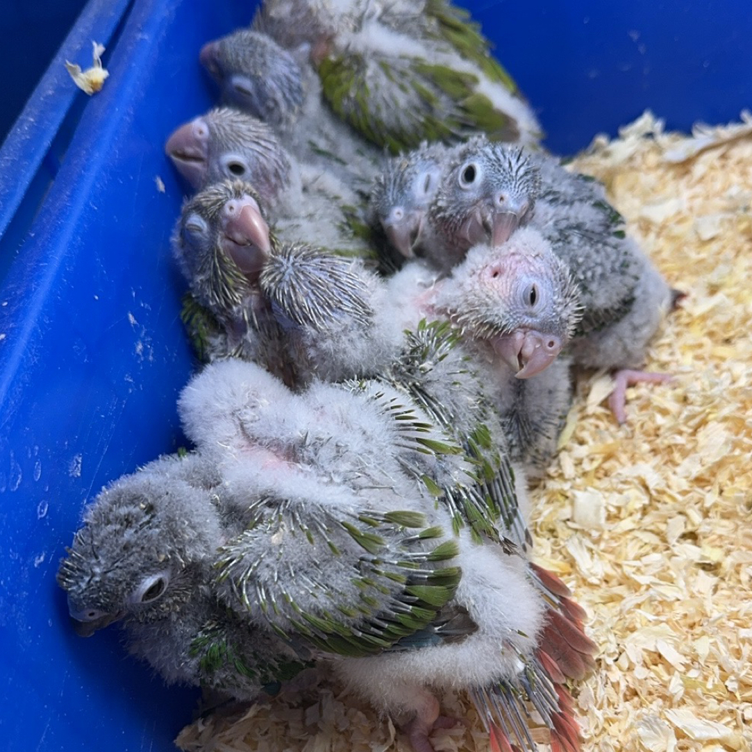 手养鹦鹉活体雏鸟 一鸟一拍