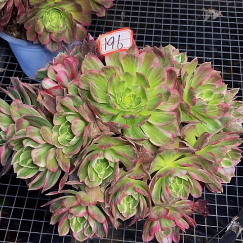 万花筒老桩捧花法师196