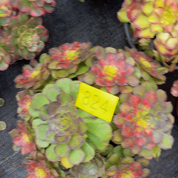 多肉植物福利824个