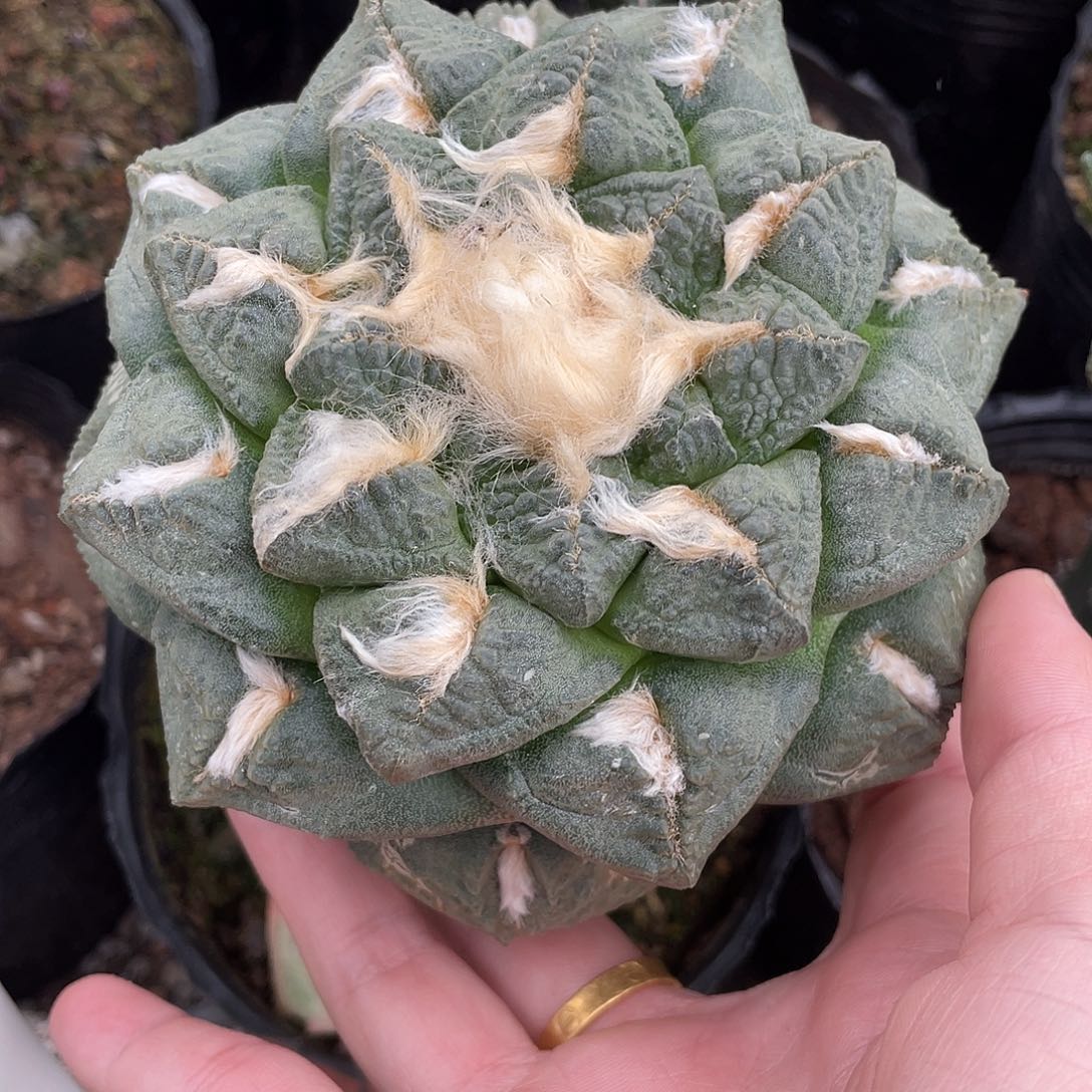 嫁接连山龟牡丹福利