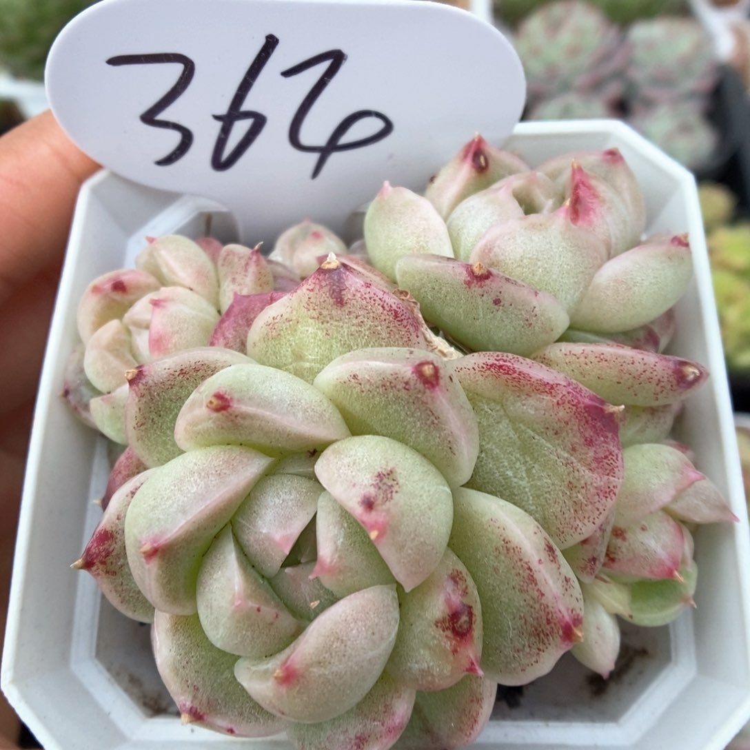 麦秆石化群生可拍364号。 