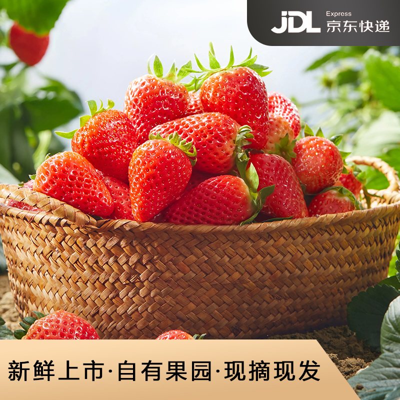 【京东冷链】奶香草莓现摘现发鲜甜多汁京东包邮