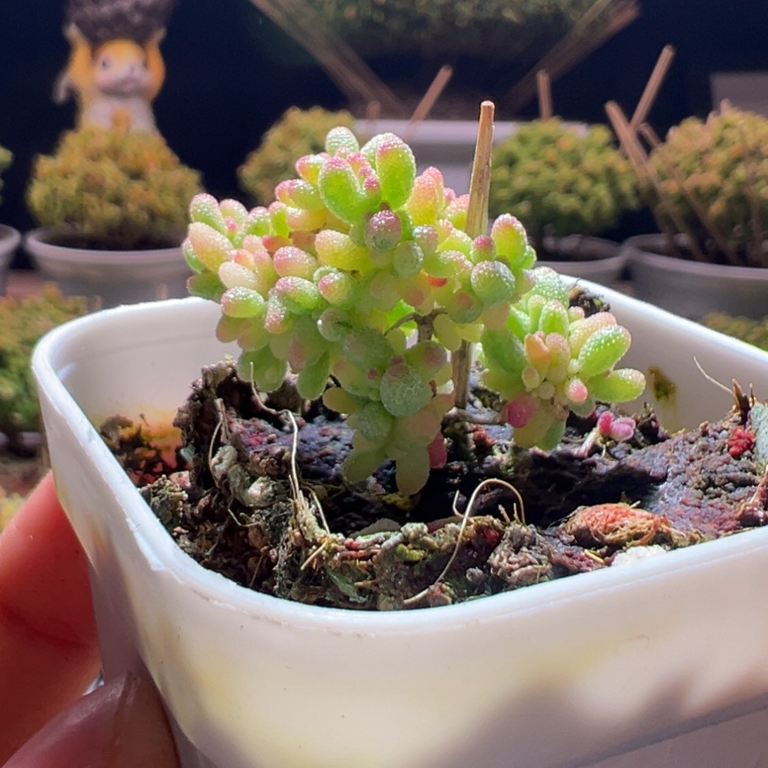 K***a295棉花糖一物一拍带盆土发货