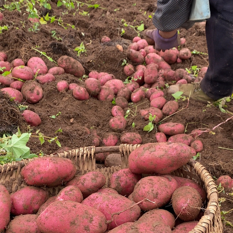 【2025云南】高山应季新鲜红皮黄心土豆口感粉面产地直达现挖5斤9斤