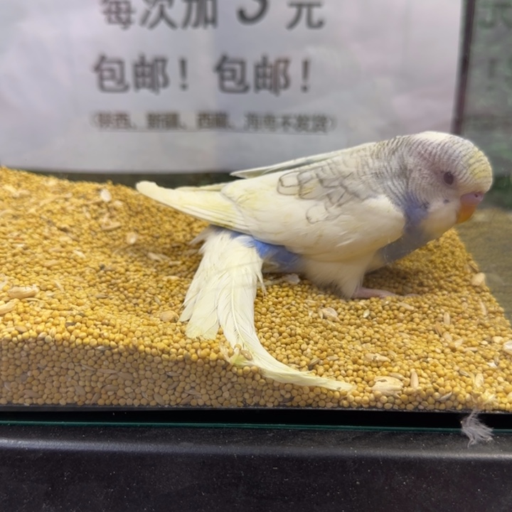 虎皮鹦鹉大头虎皮鹦鹉