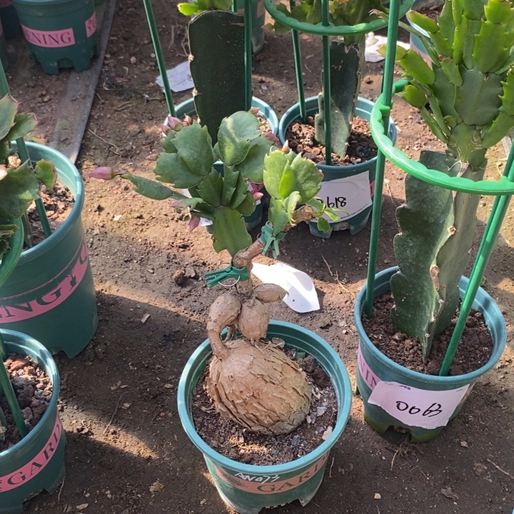 月***影完全开放月之桂073