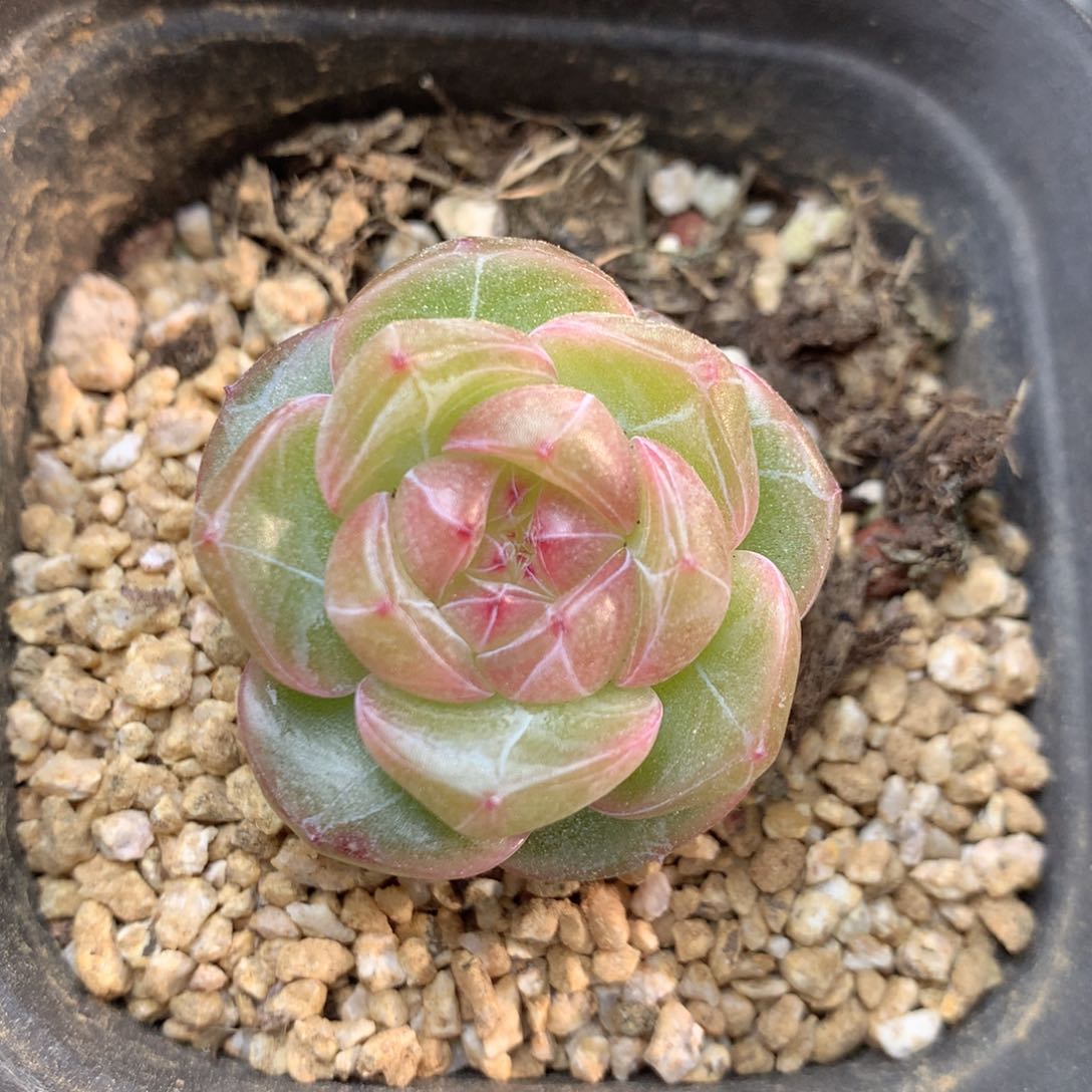 Q114灯泡珍妮优选y y y y y