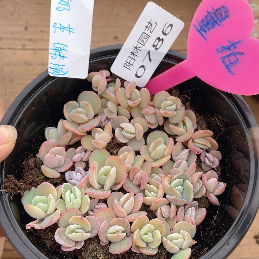 量拍多肉植物多肉植物786