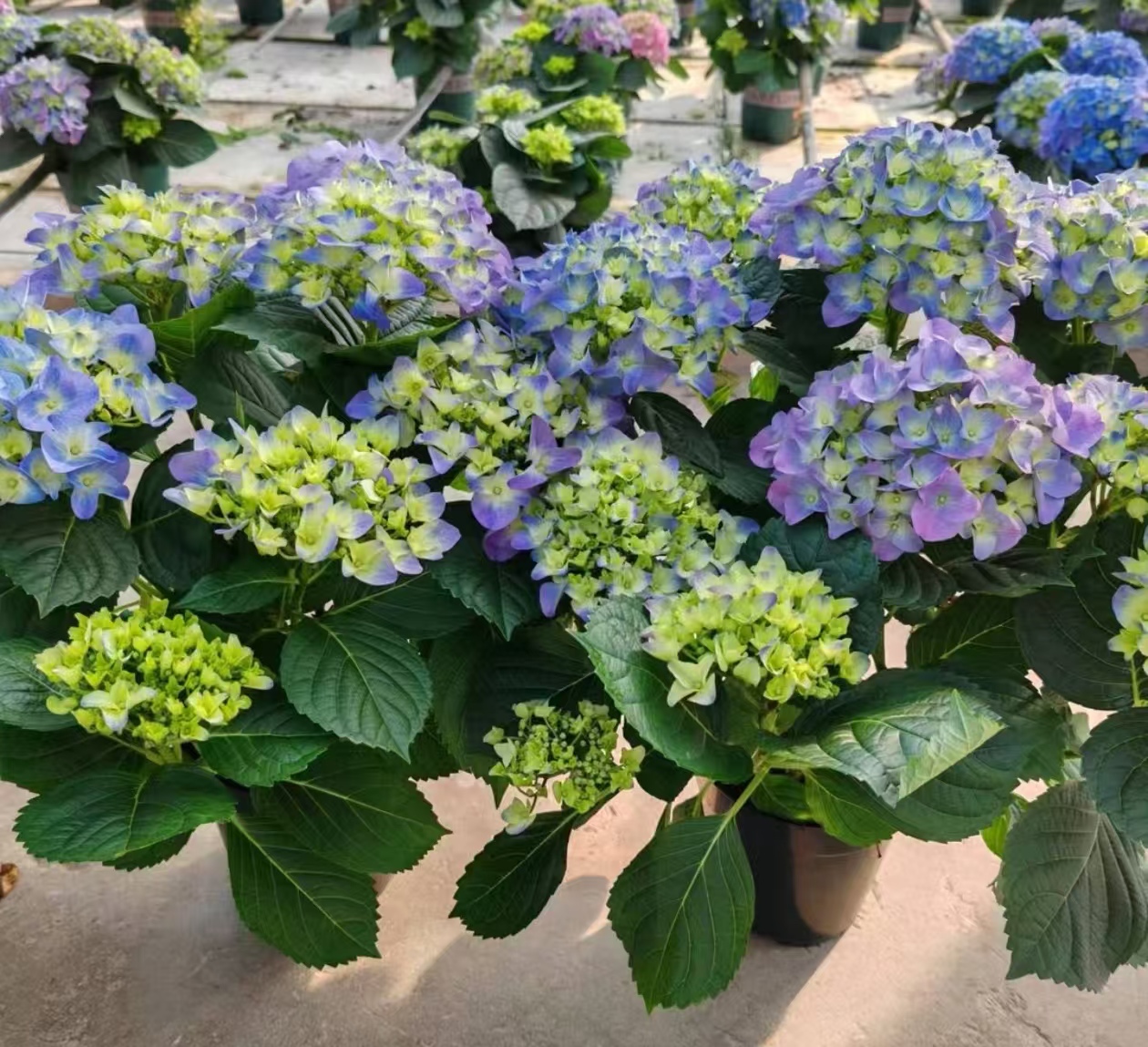 【彩色沉香】绣球花期长易养护阳台庭院盆栽绣球花