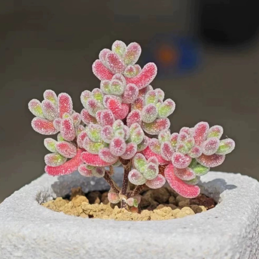 （凑满15元包邮）冰晶枝干繁星多肉