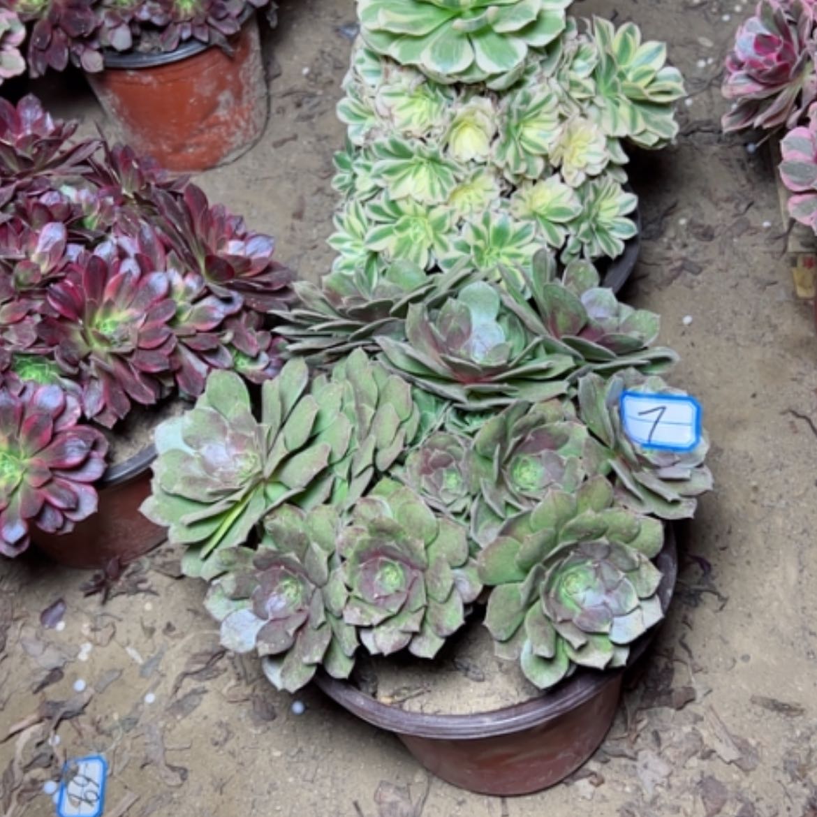 【闪购商品】断枝不包7