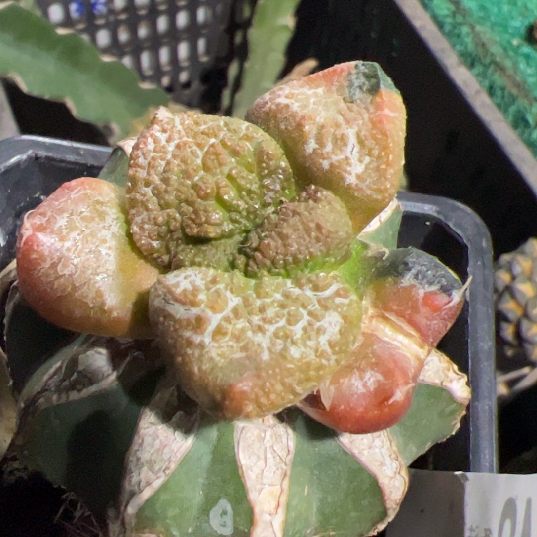 大尤连山牡丹锦仙人球248