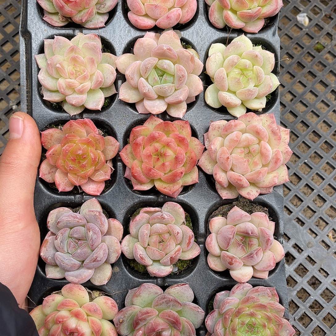 多肉一物一拍6-146