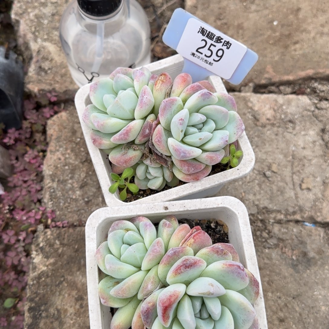 多肉植物冰玉双头求生两盆到手¥9.9