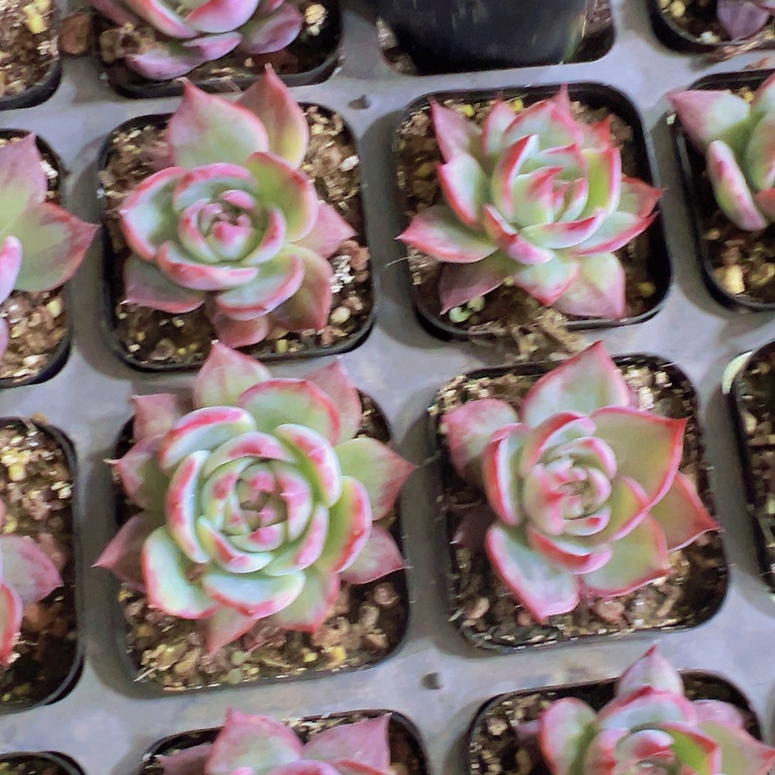 宽叶惊鸿19包邮6.5厘米盆