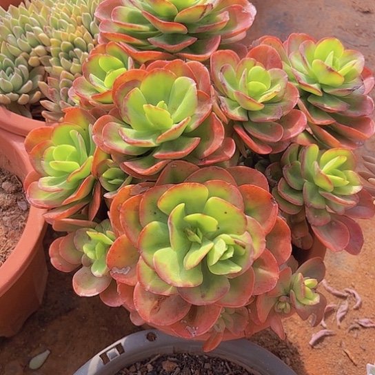 多肉植物。。。。。。。。。。。。。。。。。