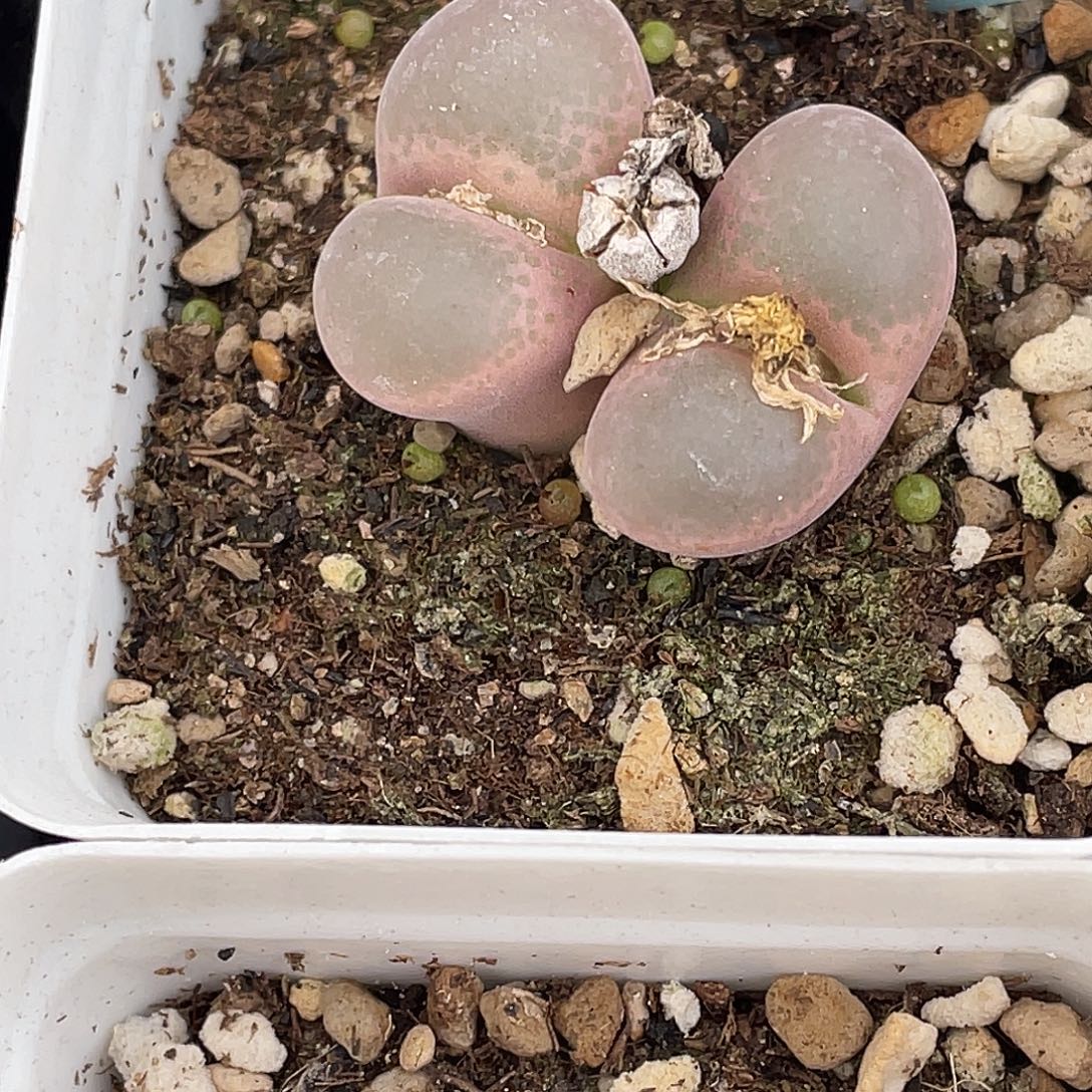 莫***白4-6肉锥多肉植物肉锥