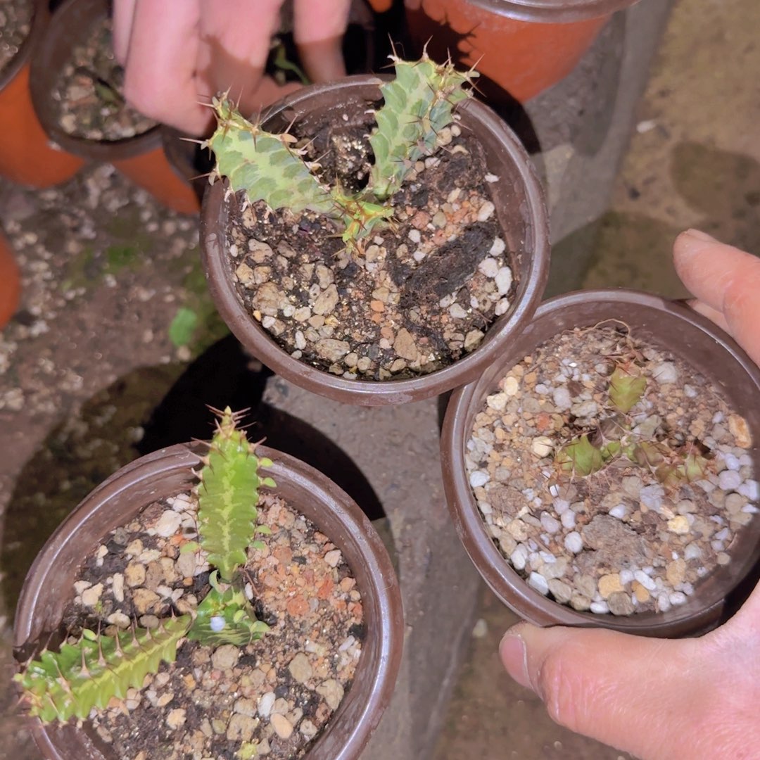 块根植物块根植物