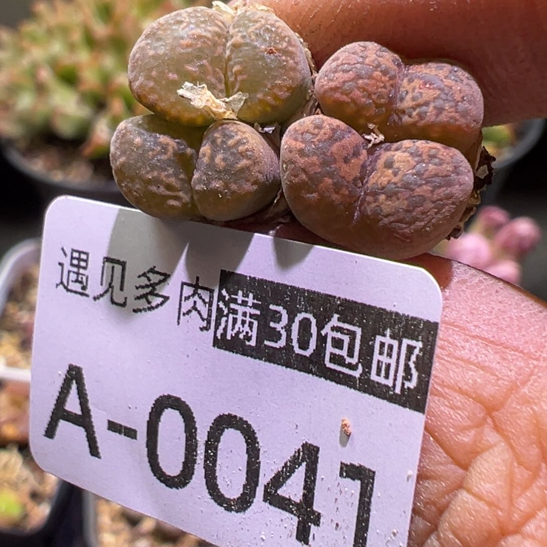多肉植物11111111111111111
