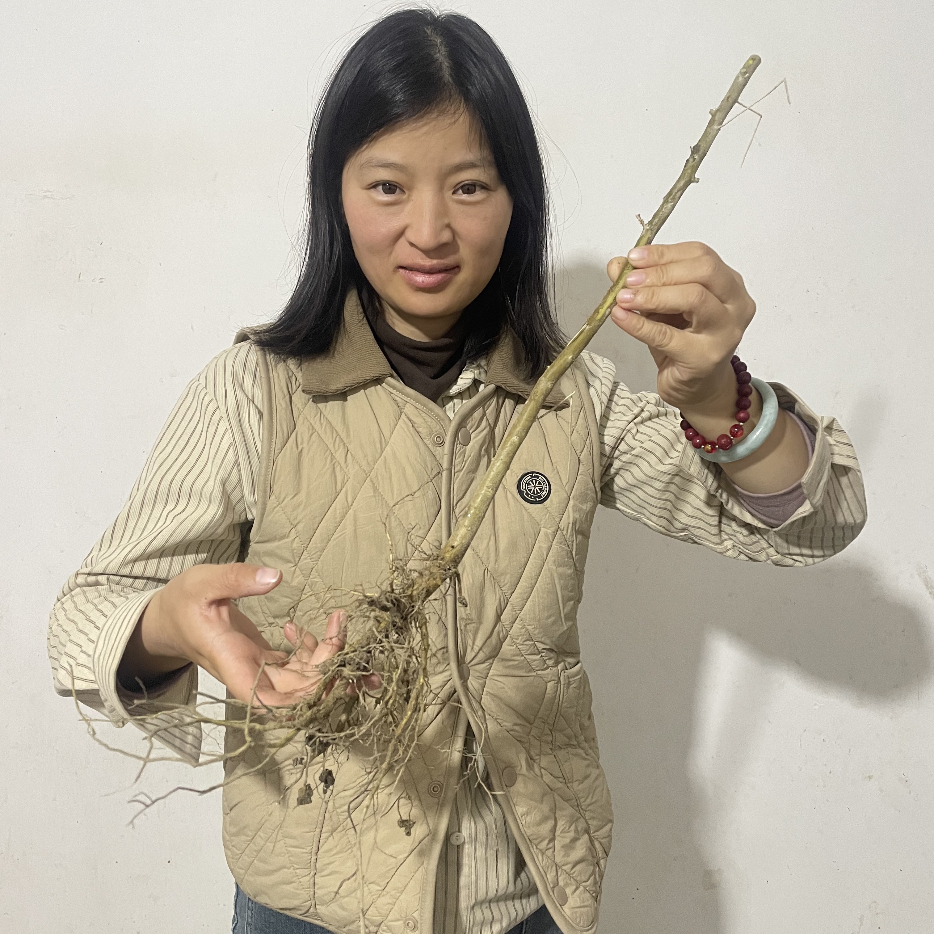 【沙枣树苗】兵哥哥情怀树种新疆和田发货直发0.7-1.5cm实生苗包邮