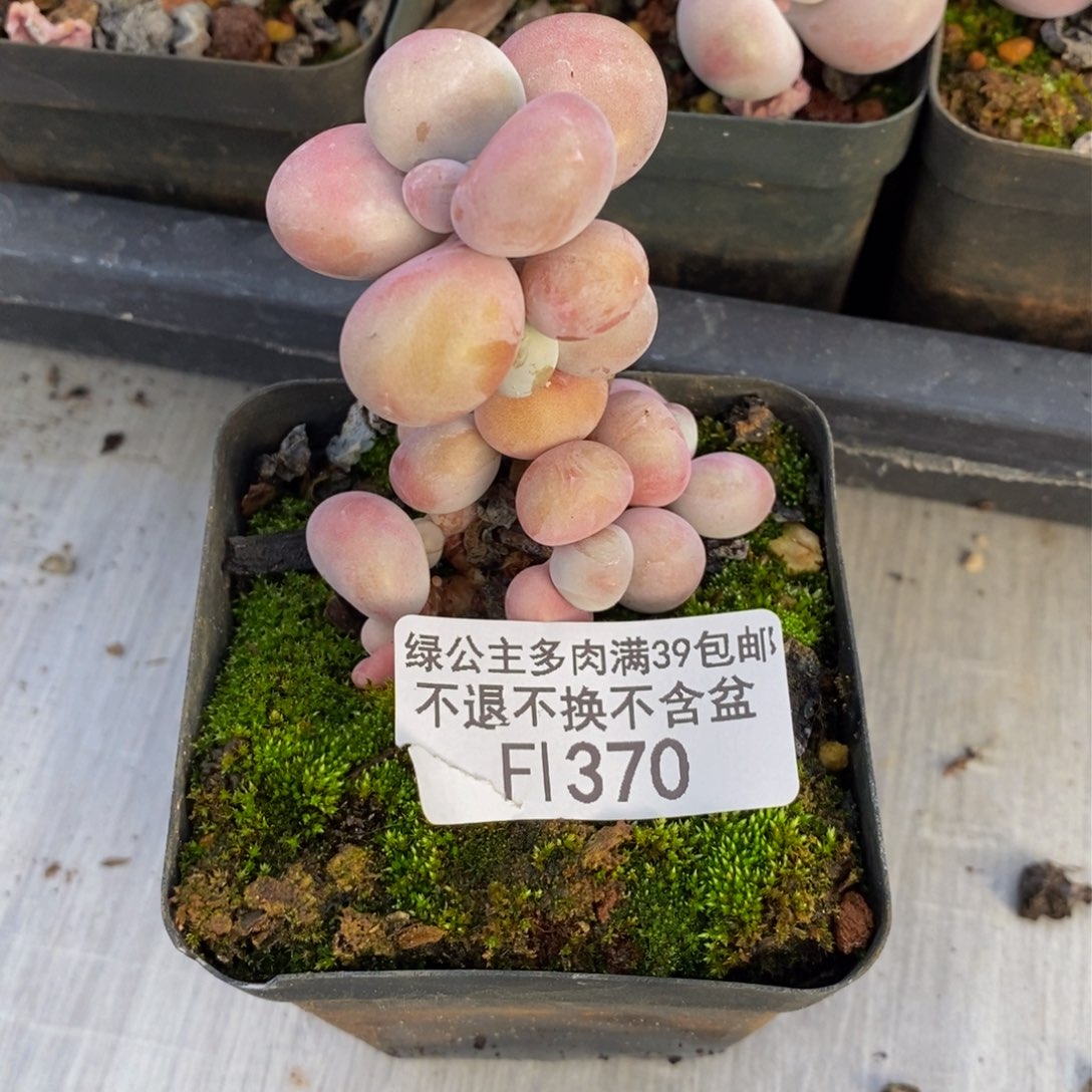 370腰子桃蛋多肉3cm