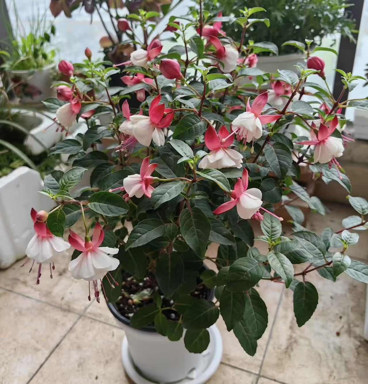 【倒挂金钟】棒棒糖盆栽多年生阳台庭院室内爆花机器植物