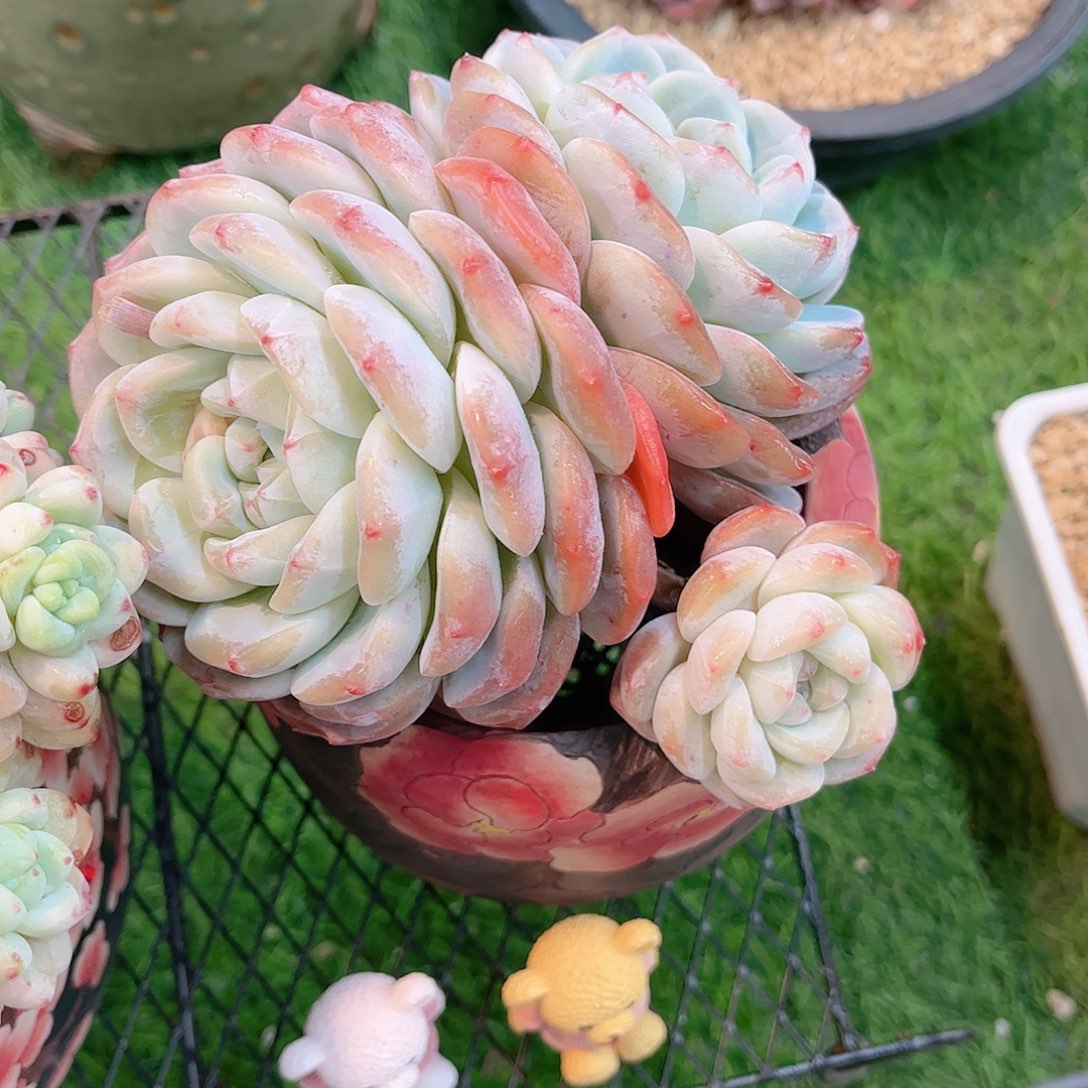 韩版白色恋人多肉