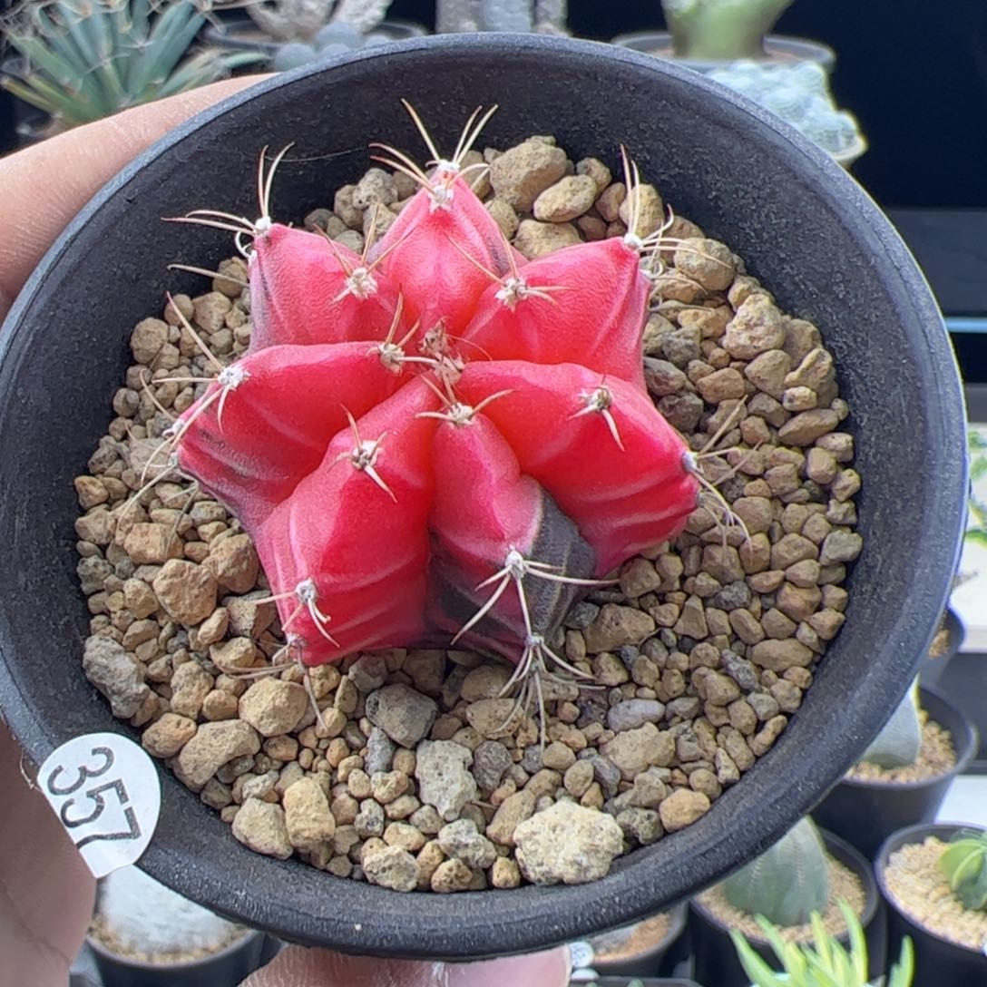 米哈实生自然锦4一物一拍