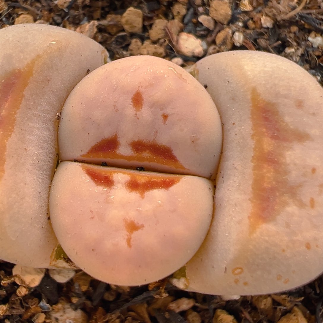 38多肉植物百科知识