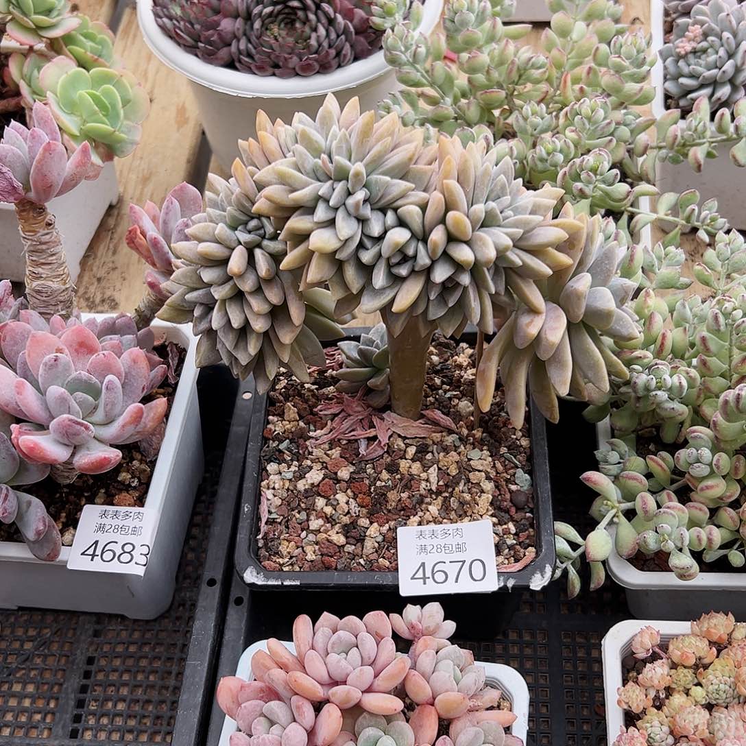 9号小*我们的确是一4670