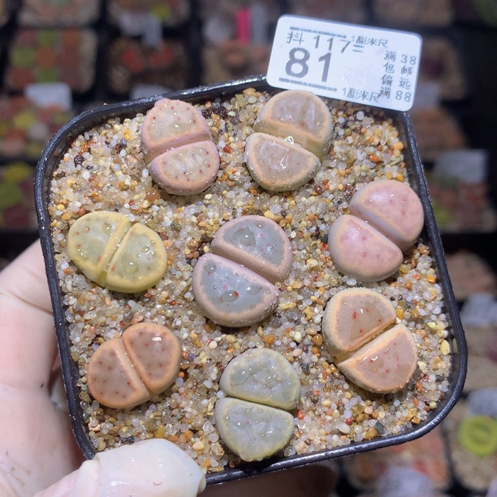 精品生石花117.81