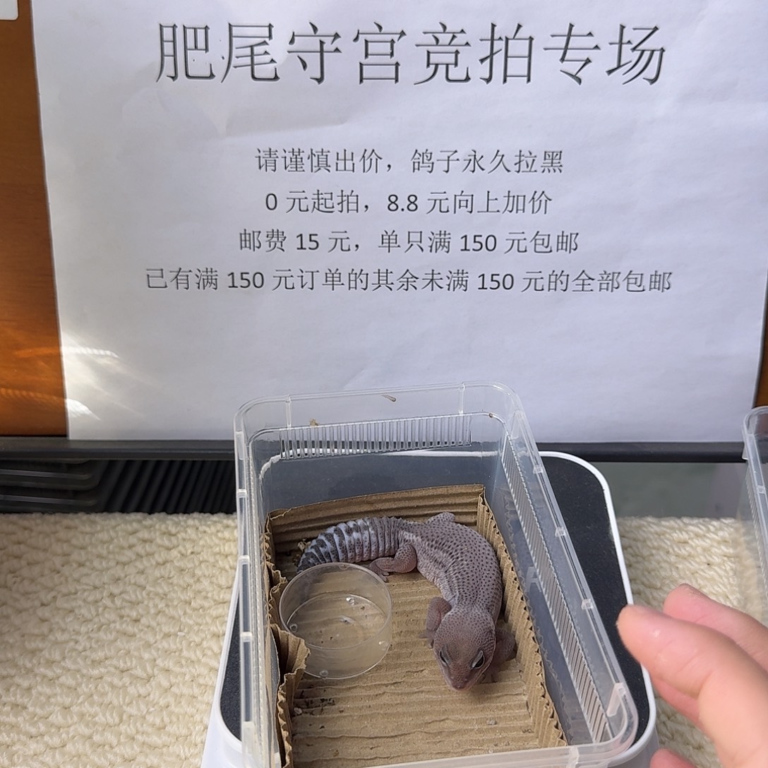 肥尾守宫奥无妹妹