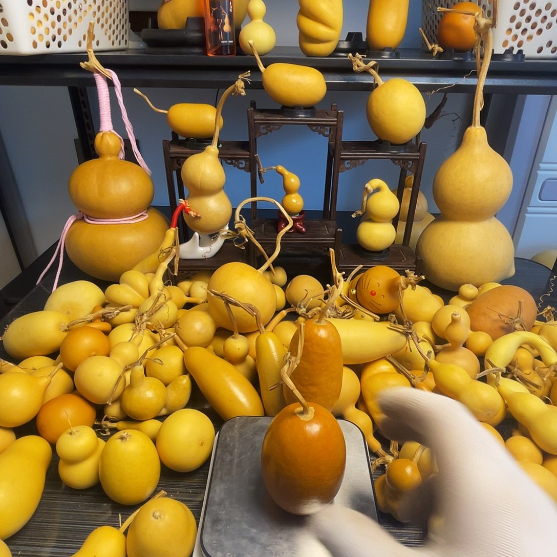 青胡葫芦葫芦冬瓜