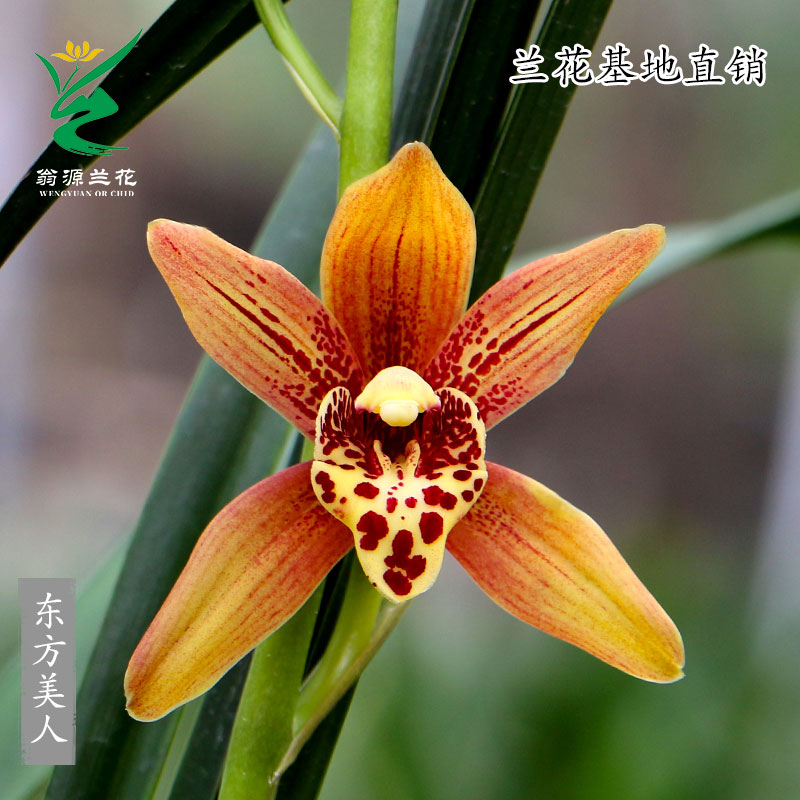 翁源兰花苗大花蕙兰东方美人新手好养室内浓香型绿植花卉盆栽