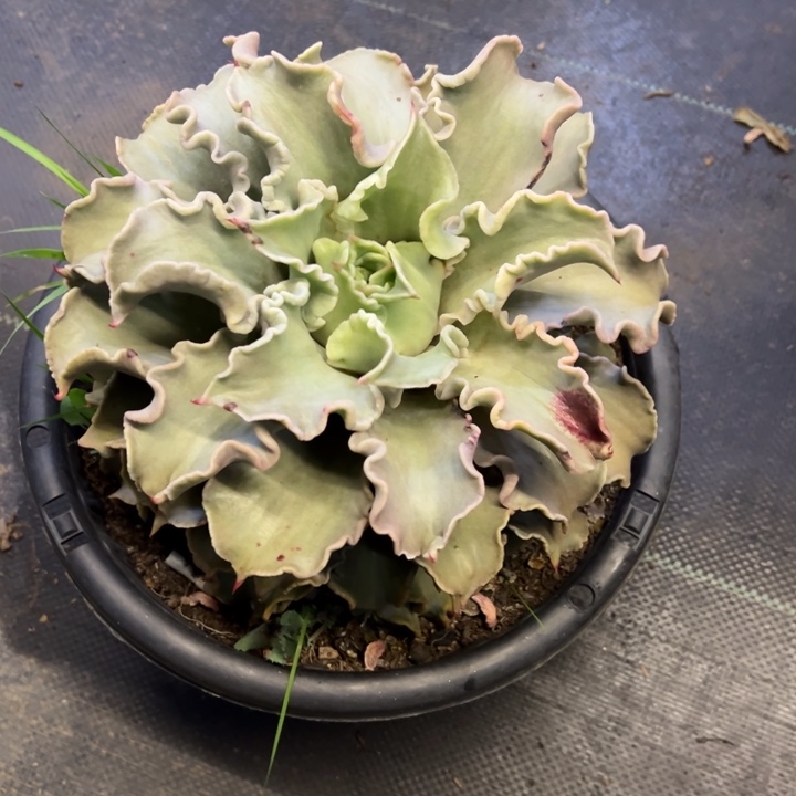 饺子皮处理脱土发货