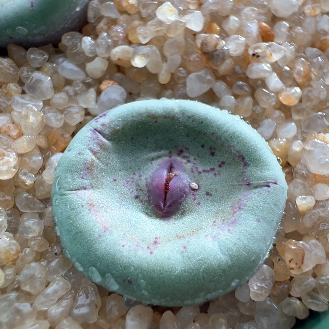 644。优选厚嘴嘟嘟嘴427