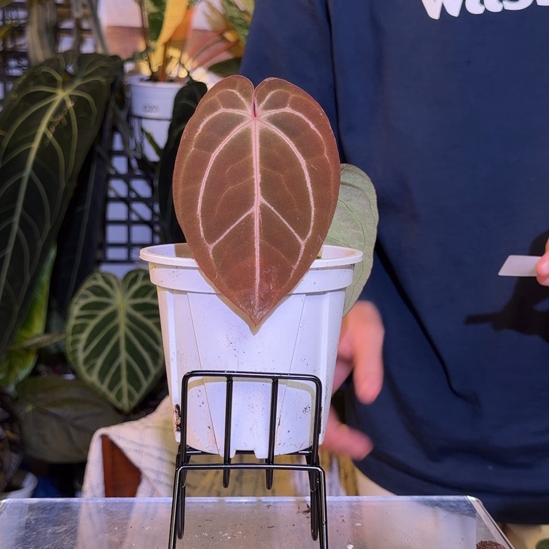 完全开放M143 米歇尔杂