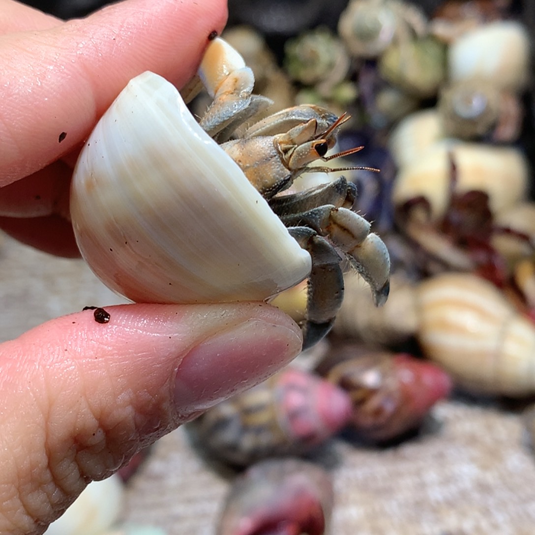 1.9口径奔跑的寄居蟹13号