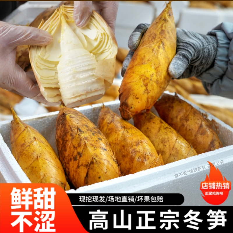新鲜冬笋去老根高山楠竹笋黄泥拱两头尖冬笋肉福建浙江应季蔬菜